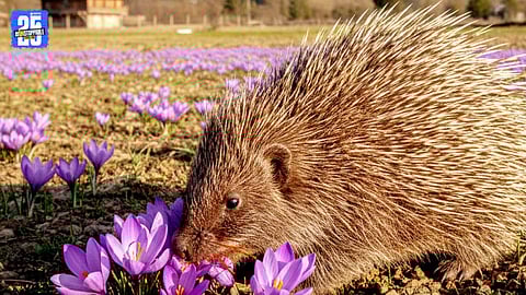 Reasons behind decline in Kashmir saffron yield