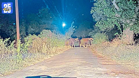 Gaur Sighting on Mirjole Road