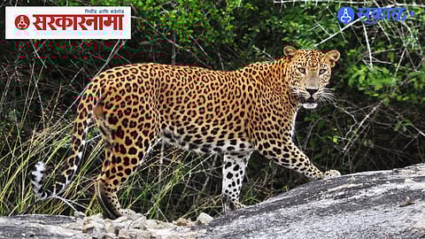 Leopard Attacks Maharashtra