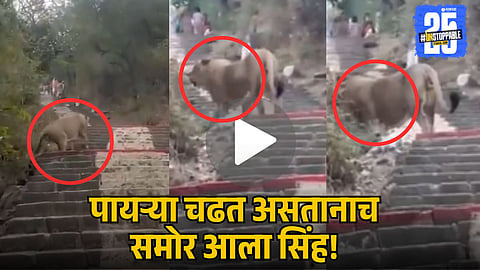 Lion Appears Suddenly on Hill Steps