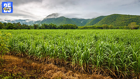 Sugarcane Seedling Plantation 