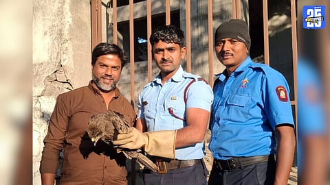 Flying fox rescued from nylon trap on 7th floor in Pune