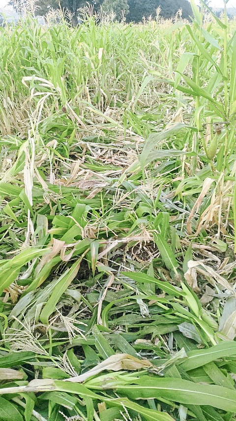 वरचा मळा परिसरात रानडुकरांचा धुमाकूळ