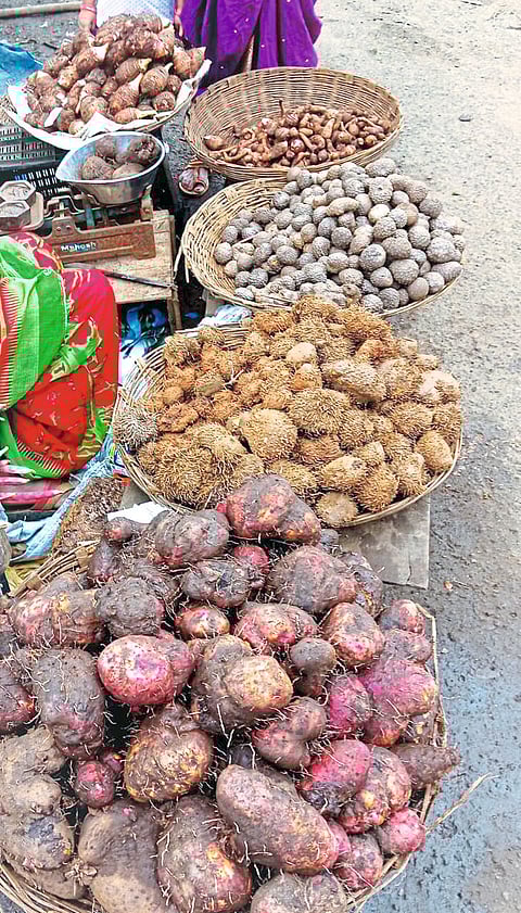 अन्नसंस्कृतीतील पौष्टिक कंदमुळांचा महोत्सव