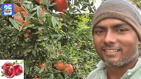 Hard Work Pays Off: Young Farmer’s Success with Pomegranate Farming