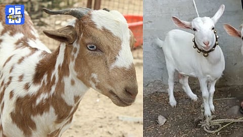 barbari goat and bantam goat