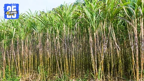 Sugarcane FRP Payment Delay 