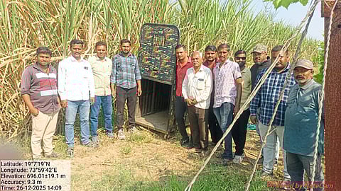 गव्हाच्या शेतात बिबट्यांच्या झुंजीचा थरार