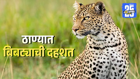 Leopard Spotted In Thane