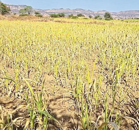 पिंपोडे बुद्रुक रब्बी हंगाम अडचणीत