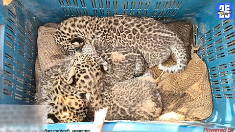 Three Leopard Cubs Found in Sugarcane Field Lakhangaon