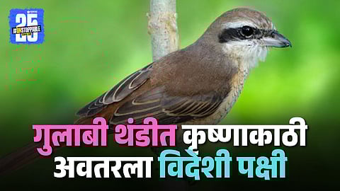 Brown Shrike Bird