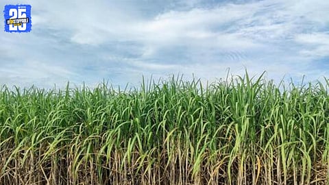 Sugarcane Yield Loss