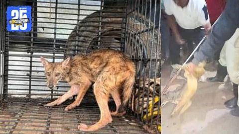 Fox Attack in Kolhapur