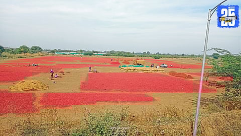 Red Chili Production
