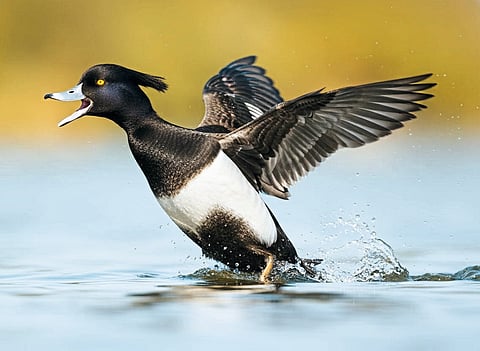 माढा परिसरात युरोपियन बदकांचा मुक्काम!