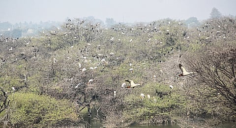 चित्रबलाकांची विणीच्या हंगामाची लगबग