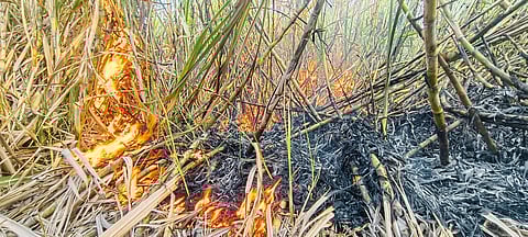 वाल्ह्यात साडेसहा एकर उसाला आग