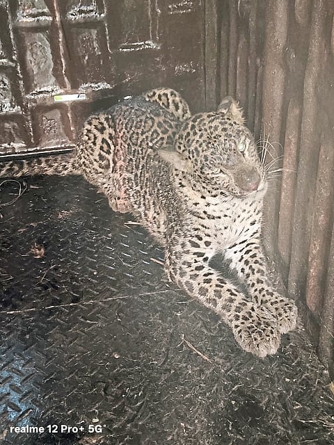 चांडोह येथे बिबट्या जेरबंद