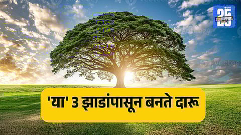 famous trees for making alcohol