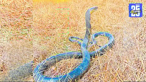 10-Foot King Cobra Found in Kolhapur, Panic Near Factory