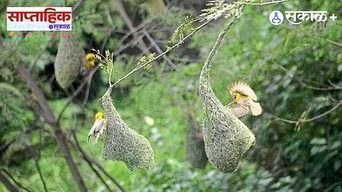 Baya Weaver Bird Nest