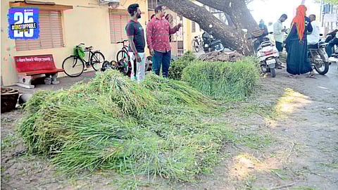 Fodder Market Awaiting