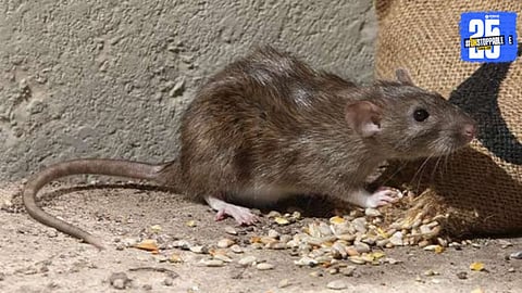 Couple beaten by neighbours over mouse issue Sangli