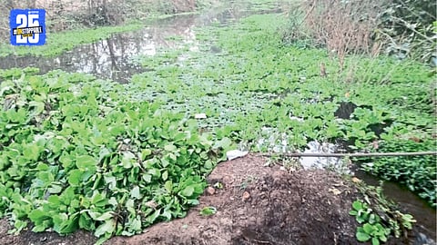 Rankala Lake Pollution Issue
