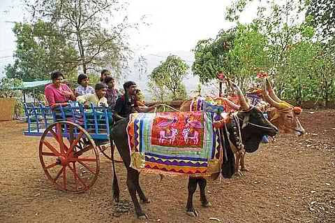 कोळवण खोरे पर्यटनाला निसर्ग सौंदर्याचा साज