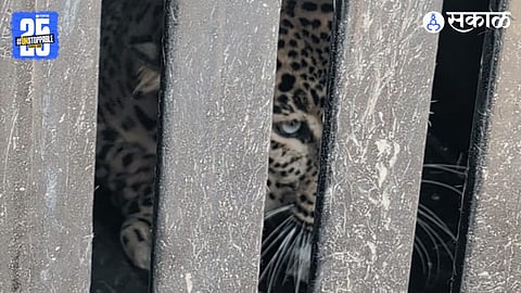 Pimpalwandi Leopard News