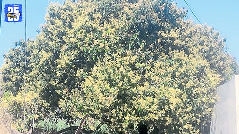 Mango Blossom Thrives