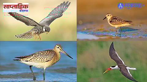 Migratory Birds 2025