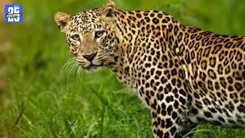 Leopard Terror in Kadegaon–Devarashtra 