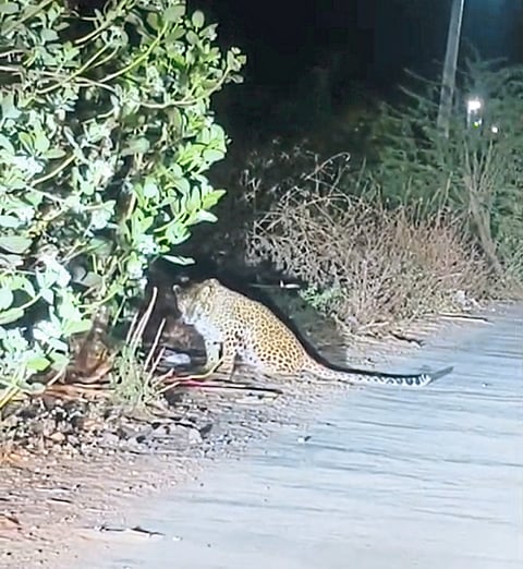 कुरुळी गावठाणातील लोकवस्तीमध्ये ठिय्या