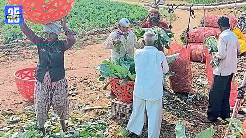 Cauliflower Price Crash 