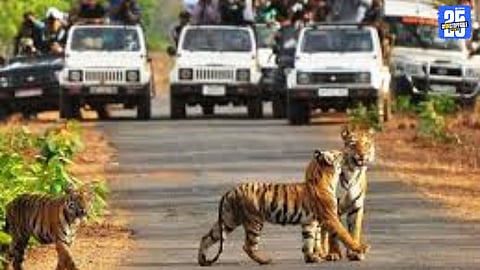 fake Aadhaar used for Tadoba local quota safari
