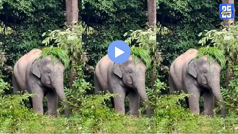 Elephant viral video