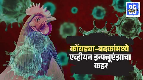 Bird Flu Avian Influenza 