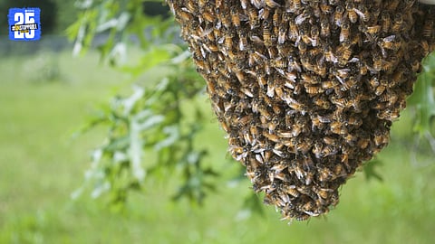 Honeycombs Disappearing