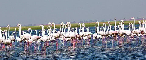 पर्यटकांना खुणावतोय उजनीचा काठ