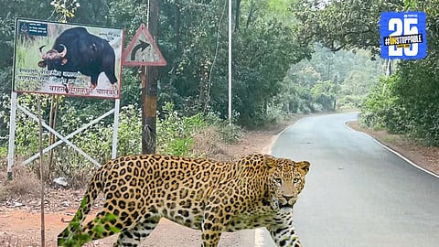 Leopard Chases Biker in Thrilling Incident