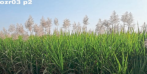 ओझर परिसरात उसाला तुरे