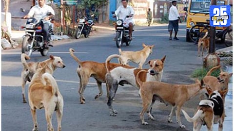 Stray Dog Issue in Malegaon