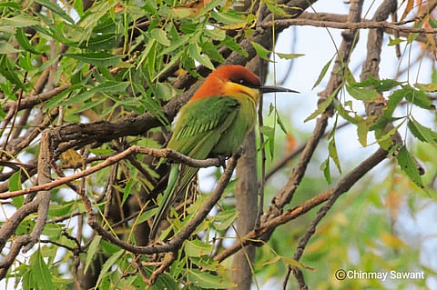 बदामी डोक्याचा राघू आढळला