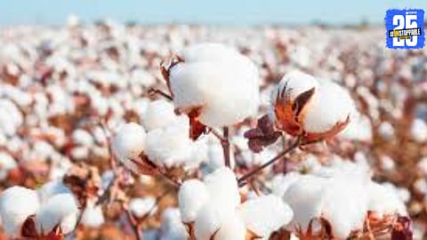 Cotton