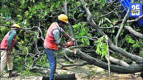 Illegal Tree Cutting in Nashik