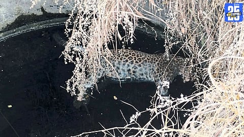 Wildlife Tragedy: Leopard Found Dead in Agricultural Well in Nagbhid