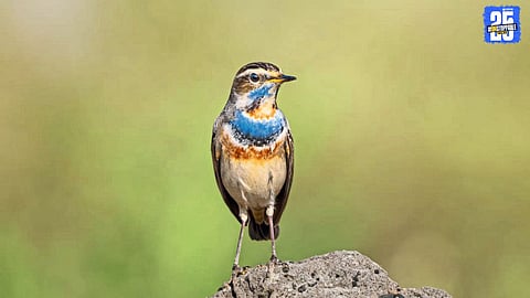 From Europe to India: Blue-throat Bird Spotted in Pathardi