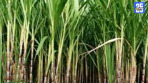 Shiv Sena activists and farmers continue hunger strike in Sangola demanding sugarcane price hike.
